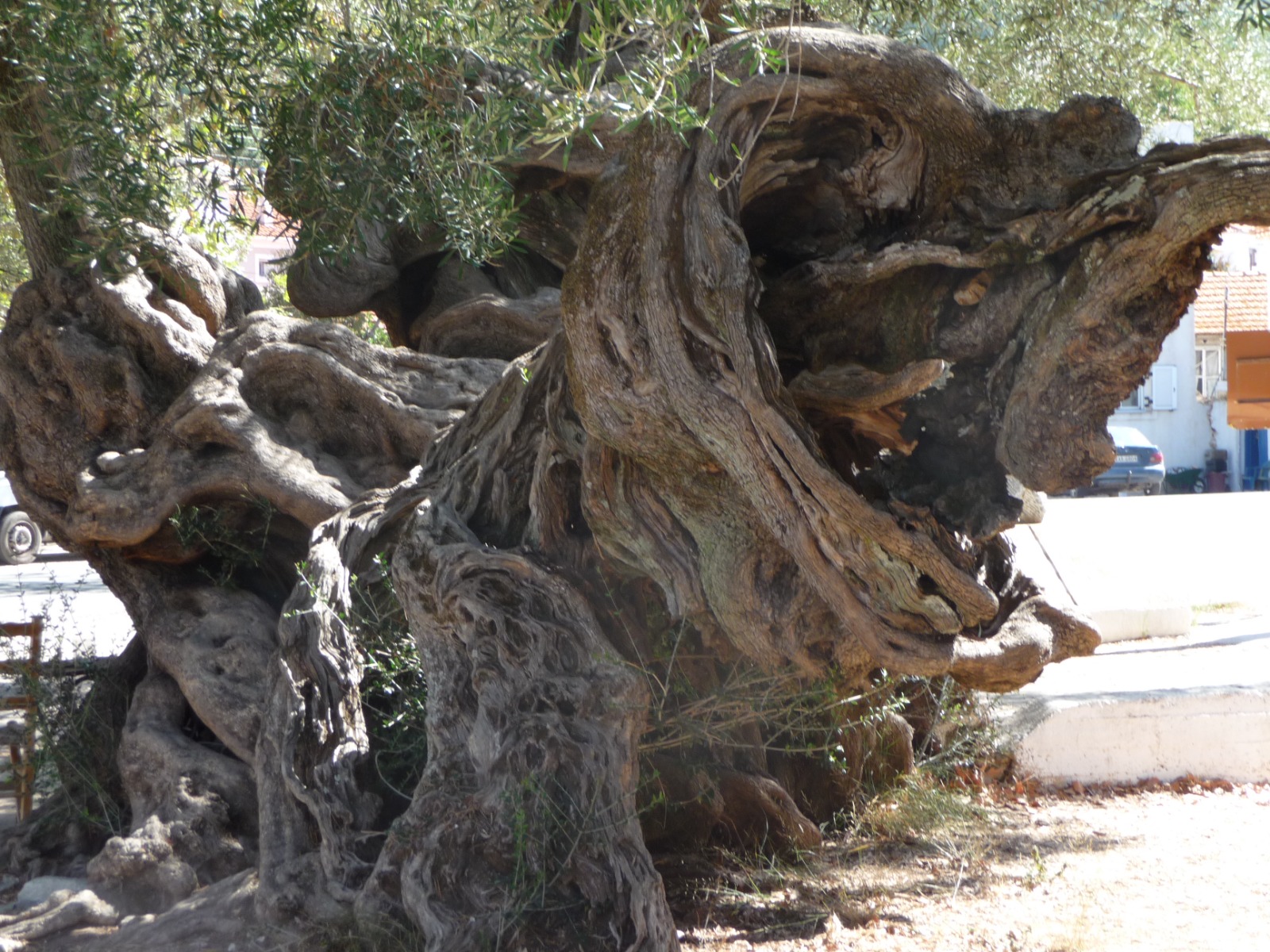 Ancient gnarled olive tree trunk